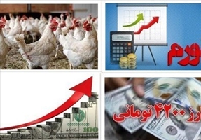 مقصر مرغ 100 هزار تومانی کیست؟